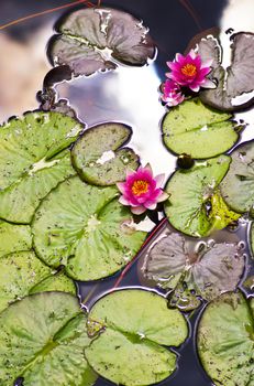 Beautiful Pink Water Lilies between Leafs and Sky Reflection on Water closeup Outdoors. Focus on Lily