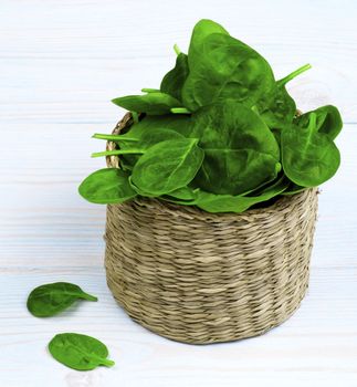 Arrangement of Small Raw Spinach Leafs in Wicker Cask closeup on Light Blue Wooden background