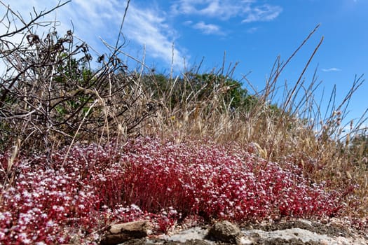 Red Saxifrage (Saxifraga) in Sardinia