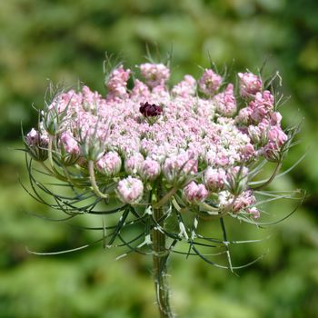 Wild Carrot (Daucus carota) in Sardinia