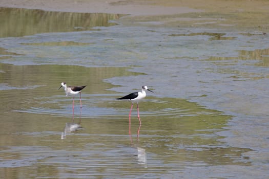 Black-winged Stilt, Common Stilt, or Pied Stilt (Himantopus himantopus)