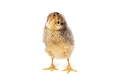 Chicken on white background, village, isolation, summer