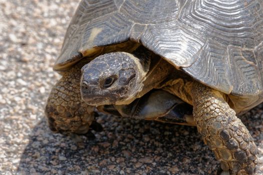 Sardinian Marginated Tortoise (Testudo marginata)