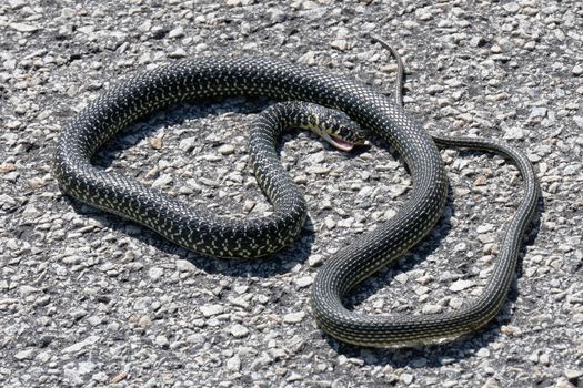 Western Whip Snake (Coluber viridiflavus)