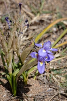 A dwarf Iris, Barbary Nut, (Gynandriris sisyrinchium) flowering in spring in Sardinia