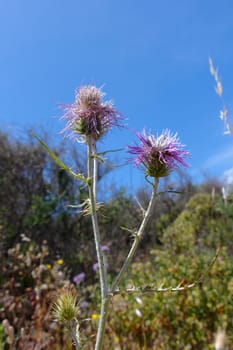 Thistle (Lamyropsis microcephala) in Sardinia