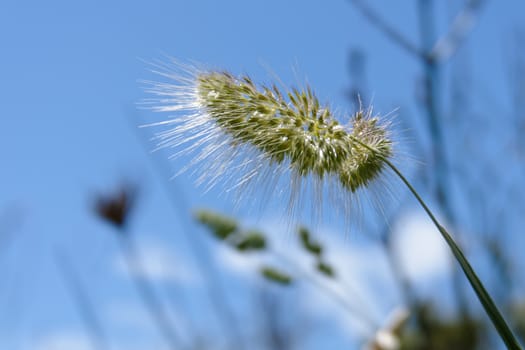 Wild grasses in Sardinia