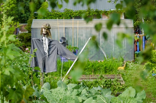 Scarecrow in the garden to protect the crop