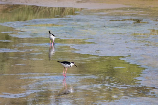 Black-winged Stilt, Common Stilt, or Pied Stilt (Himantopus himantopus)