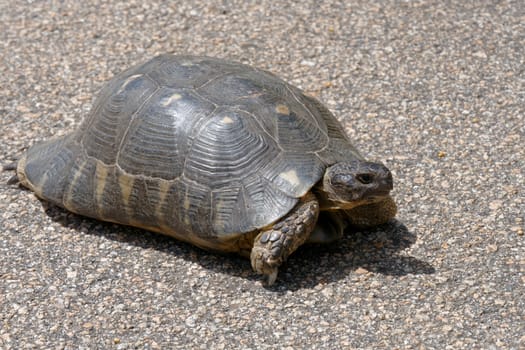 Sardinian Marginated Tortoise (Testudo marginata)