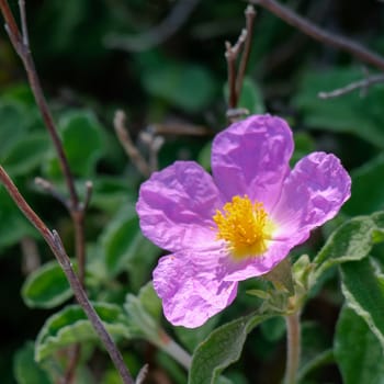 Cretan Rock Rose (Cistus creticus L.)