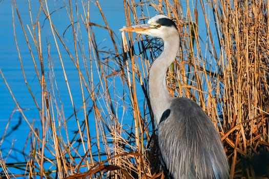 Grey Heron (Ardea cinerea) Watching and Waiting