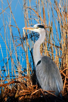 Grey Heron (Ardea cinerea) Watching and Waiting