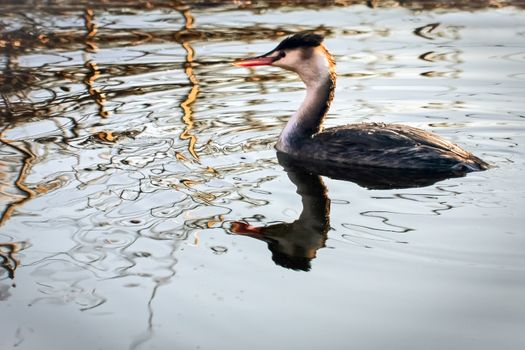 Great Crested Grebe  (Podiceps cristatus)