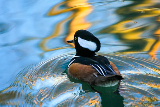 Hooded Merganser (Lophodytes cucullatus) at Barnes