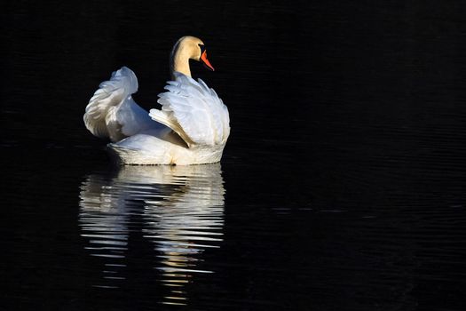 Mute Swan Enjoying the Evening Sun