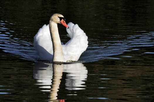 Mute Swan (Cygnus olor) at Warnham Nature Reserve