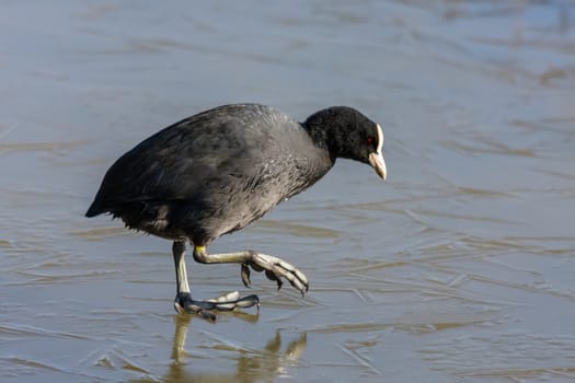 Coot (Fulcia atra) Gingerly Walking on the Ice