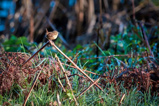 Wren (Troglodytes troglodytes) at Weir Wood Reservoir