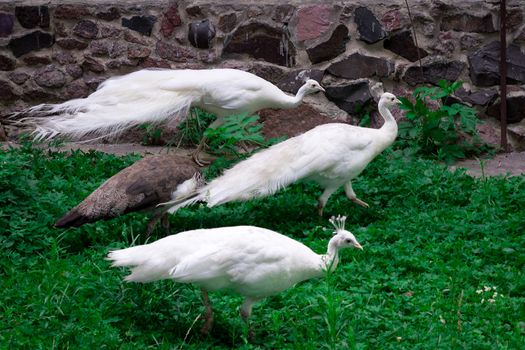 Snow-white birds peafowls peahens with crowns walk on green grass in zoo