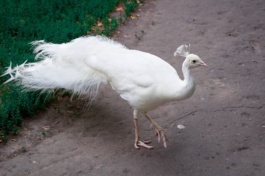 Snow-white bird peafowl peahen with crown walks on ground in zoo