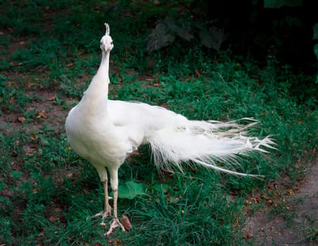 Snow-white bird peafowl peahen with crown walks on green grass in zoo