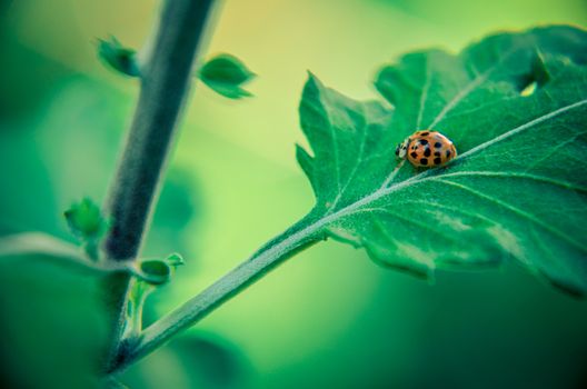 Ladybug on leaf. Ladybug enjoying some quite time on the leaf of an herb.