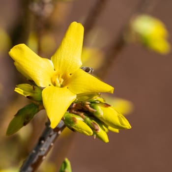 Forsythia (Forsythia × intermedia), flowers of springtime