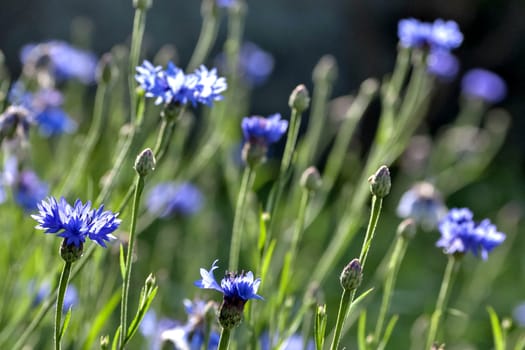 blue cornflowers blossomed on blurred green nature background