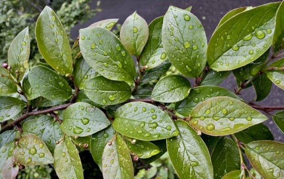 raindrops on green leaves on blurred nature background
