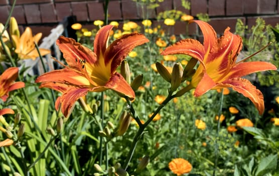 orange tiger Lily flower on blurred nature background