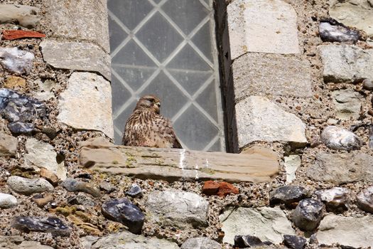 Frozen Kestrel Sheltering from the Bitter Wind