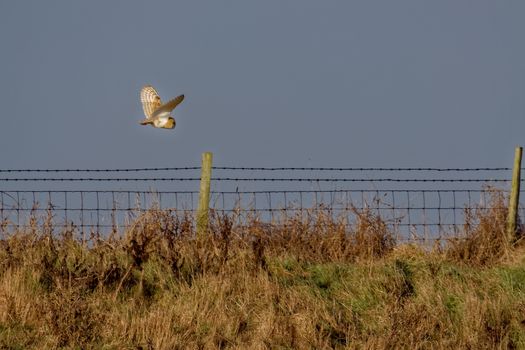 Barn Owl hunting at Elmley Marshes on a winter's afternoon