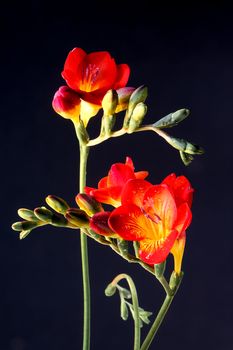 Close-up of red and yellow Freesias (Iridaceae)