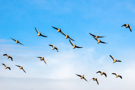 Greylag Geese (Anser anser) in Flight