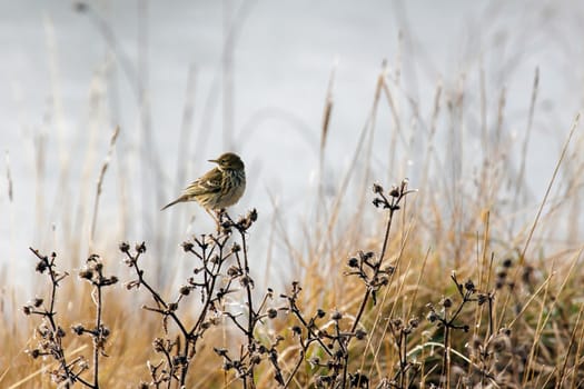 Alert Meadow Pipit on a Frosty Day