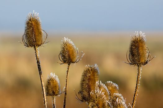 Frost Tipped Teasels (Dipsacus)