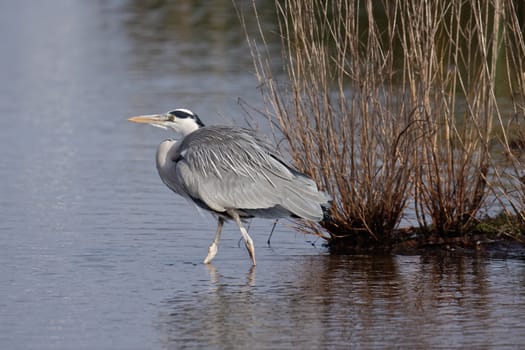 Grey Heron (Ardea cinerea) Walking into the Water