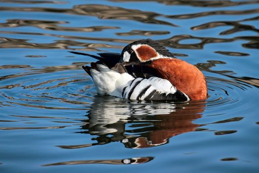 Red-breasted Goose (Branta ruficollis) Preening on Open Water