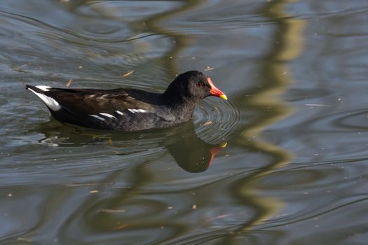 Common Moorhen (Gallinula chloropus)