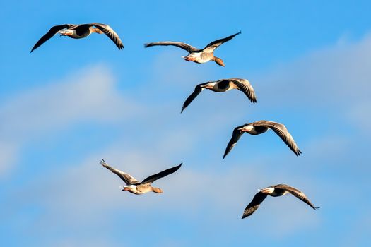 Greylag Geese (Anser anser) in Flight