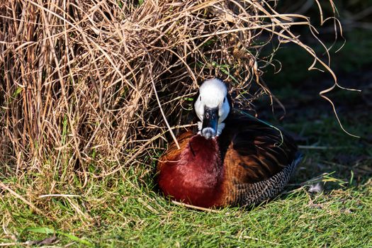 White-Faced Whistling Duck (Dendrocygna viduata)