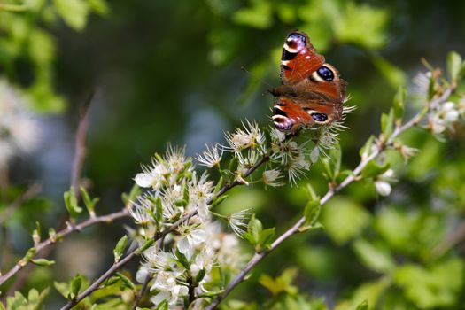 European Peacock Butterfly