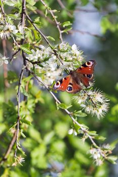 European Peacock Butterfly (Inachis io) Feeding on Tree Blossom