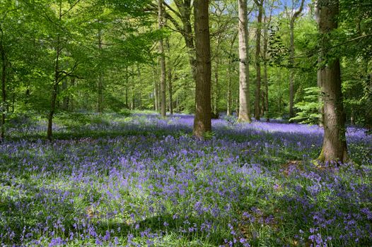 Bluebells in Staffhurst Woods near Oxted Surrey