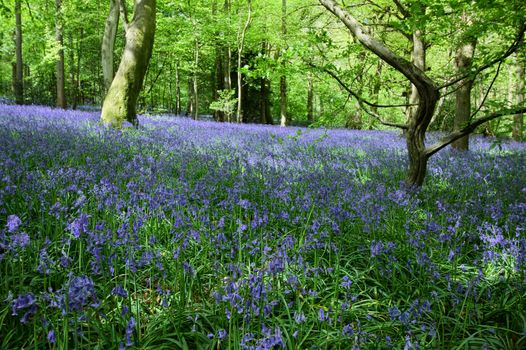 Bluebells in Staffhurst Woods near Oxted Surrey