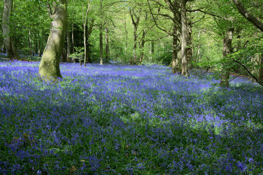 Bluebells in Staffhurst Woods near Oxted Surrey