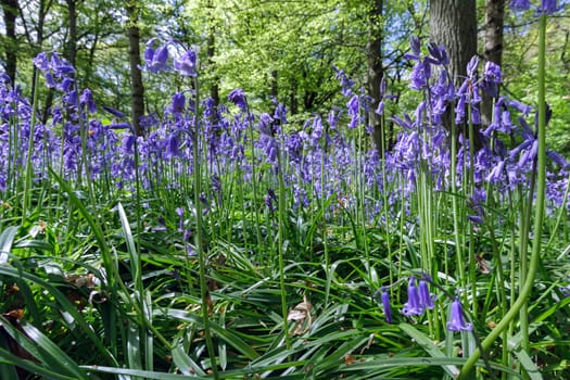 Close-up of Bluebells in Staffhurst Woods