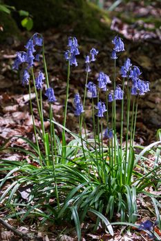 A Clump of Bluebells