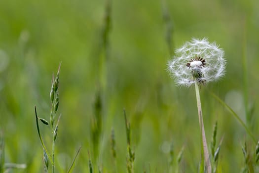 Close-up of a Dandelion (Taraxacum) Seed Head